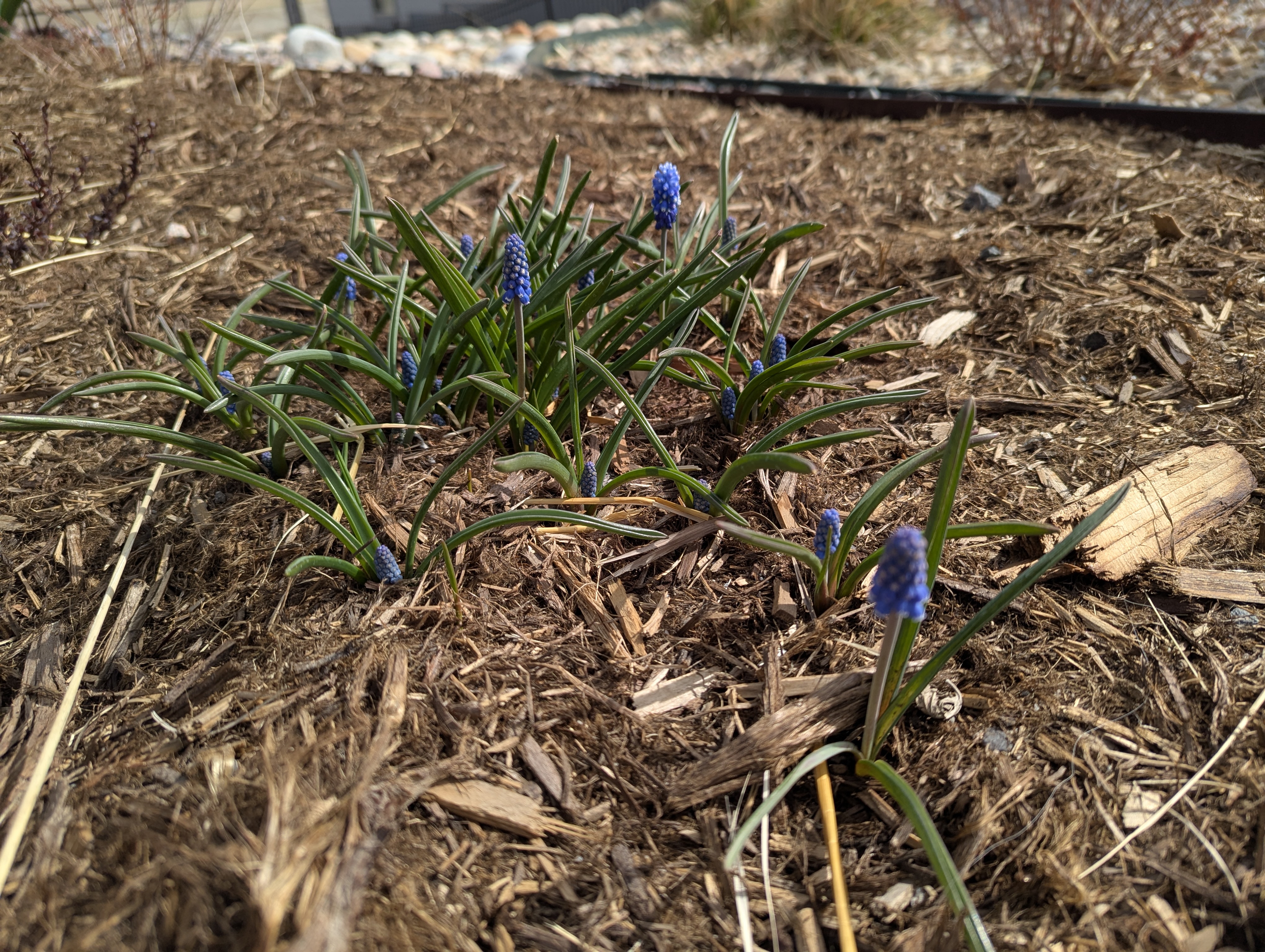 Grape Hyacinth, Morrison, Colorado
